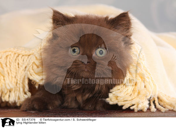 liegendes Highlander Ktzchen / lying Highlander kitten / SS-47376