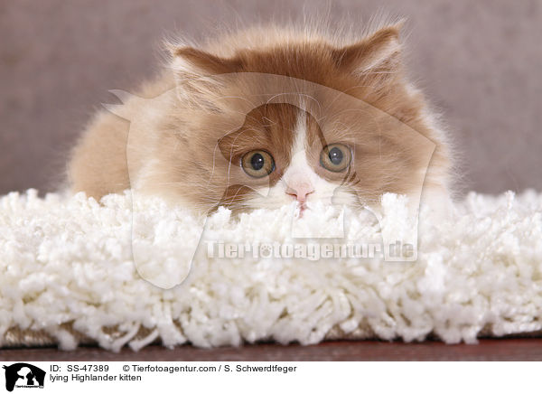 liegendes Highlander Ktzchen / lying Highlander kitten / SS-47389