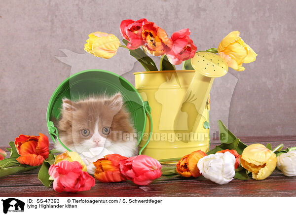 lying Highlander kitten / SS-47393