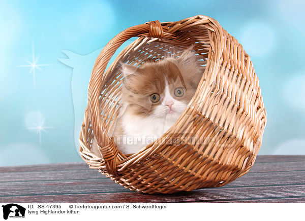liegendes Highlander Ktzchen / lying Highlander kitten / SS-47395