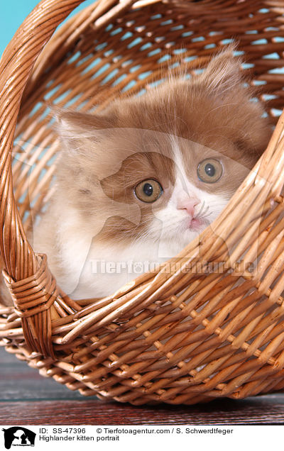 Highlander Ktzchen Portrait / Highlander kitten portrait / SS-47396