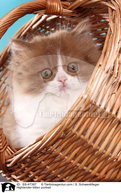 Highlander Ktzchen Portrait / Highlander kitten portrait / SS-47397
