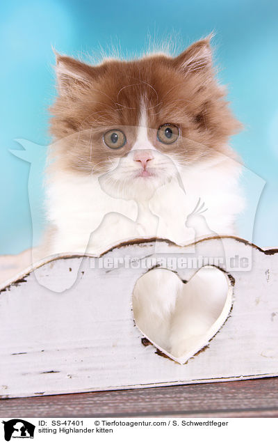 sitting Highlander kitten / SS-47401