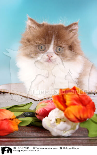 sitting Highlander kitten / SS-47404