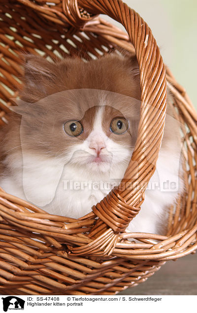 Highlander kitten portrait / SS-47408