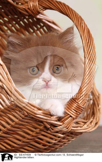 Highlander Ktzchen / Highlander kitten / SS-47409
