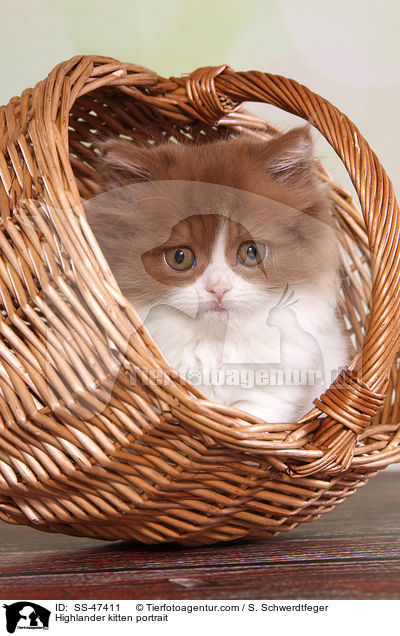 Highlander Ktzchen Portrait / Highlander kitten portrait / SS-47411
