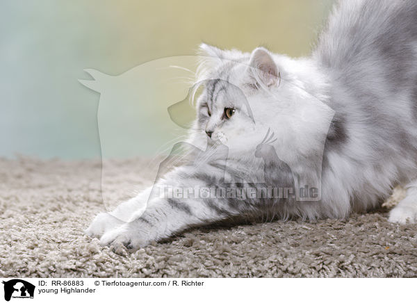 junger Highlander / young Highlander / RR-86883