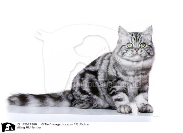 sitting Highlander / RR-87306