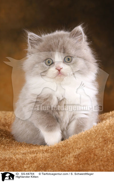 Highlander Kitten / SS-48764