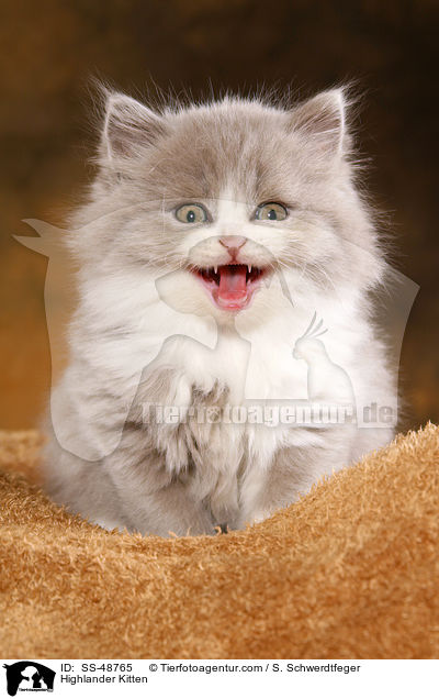 Highlander Ktzchen / Highlander Kitten / SS-48765