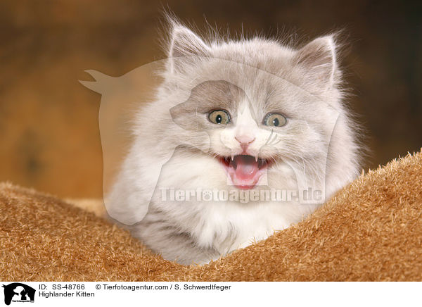 Highlander Kitten / SS-48766