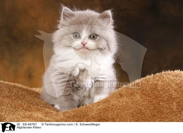 Highlander Kitten / SS-48767