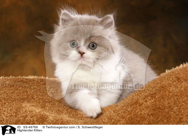 Highlander Kitten / SS-48768