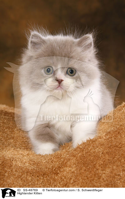 Highlander Kitten / SS-48769