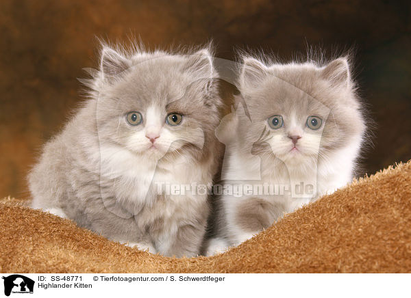 Highlander Kitten / SS-48771