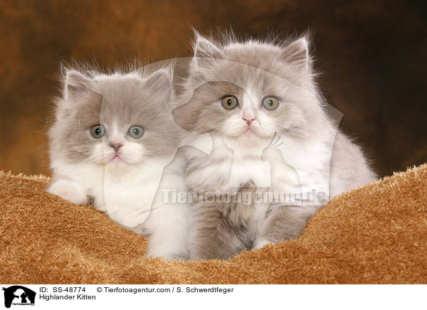 Highlander Kitten / SS-48774