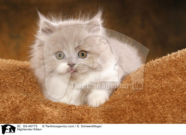 Highlander Kitten / SS-48775