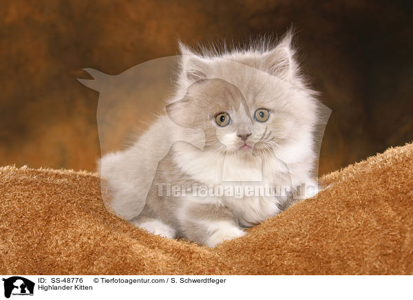 Highlander Kitten / SS-48776