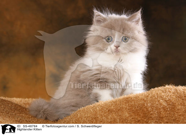 Highlander Kitten / SS-48784