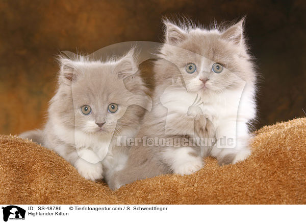 Highlander Kitten / SS-48786