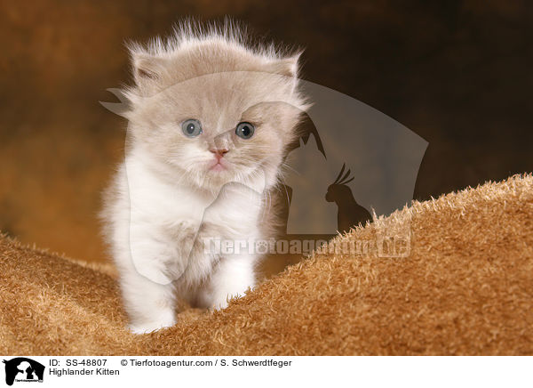 Highlander Ktzchen / Highlander Kitten / SS-48807