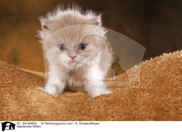 Highlander Ktzchen / Highlander Kitten / SS-48809