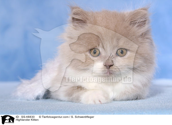Highlander Kitten / SS-48830
