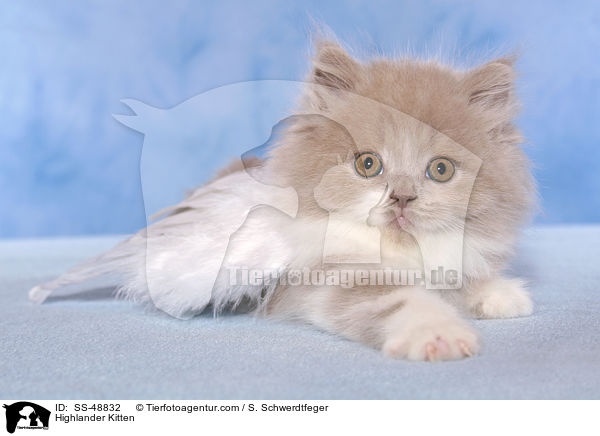 Highlander Kitten / SS-48832