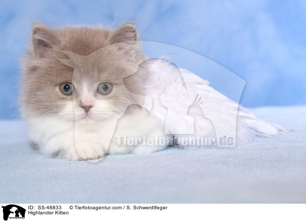 Highlander Ktzchen / Highlander Kitten / SS-48833
