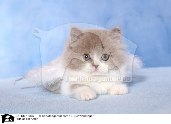 Highlander Ktzchen / Highlander Kitten / SS-48837
