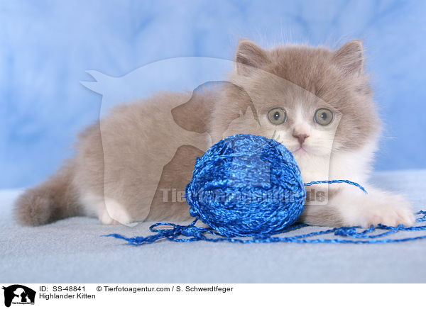 Highlander Kitten / SS-48841
