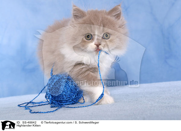 Highlander Kitten / SS-48842