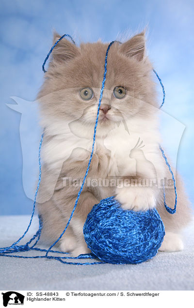 Highlander Kitten / SS-48843