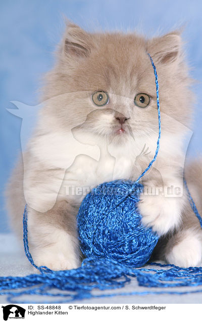 Highlander Kitten / SS-48848