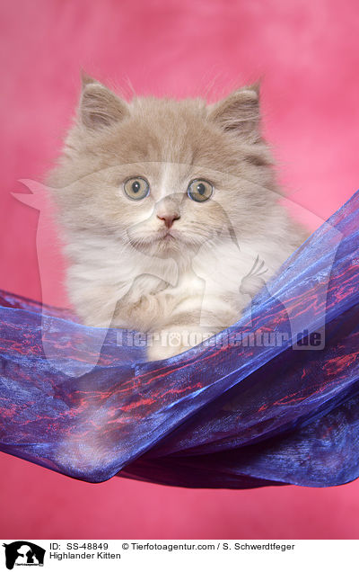 Highlander Kitten / SS-48849