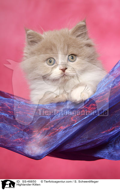 Highlander Kitten / SS-48850