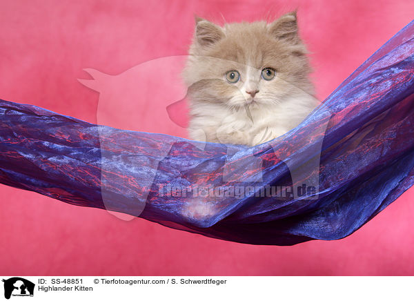 Highlander Kitten / SS-48851
