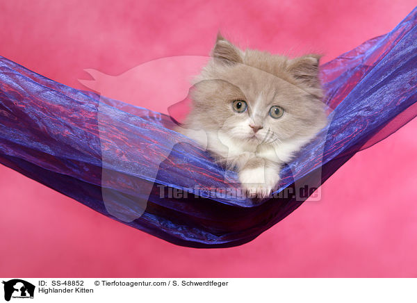 Highlander Kitten / SS-48852