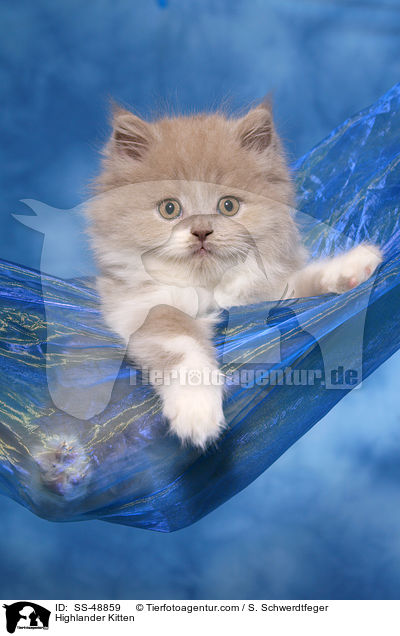 Highlander Kitten / SS-48859