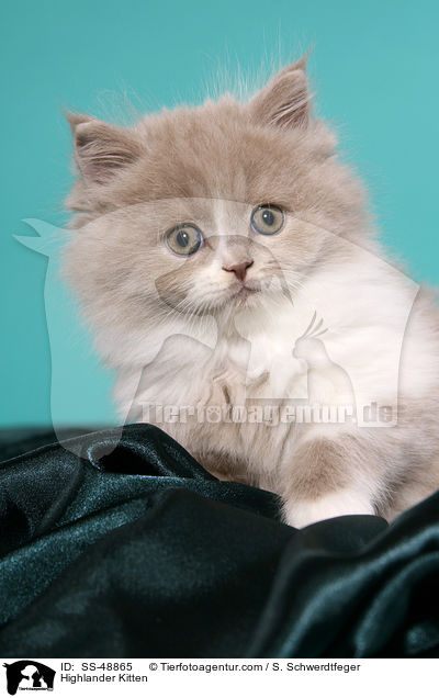 Highlander Kitten / SS-48865