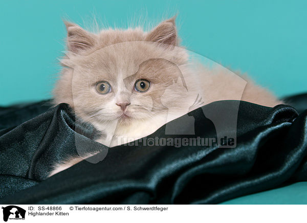 Highlander Kitten / SS-48866