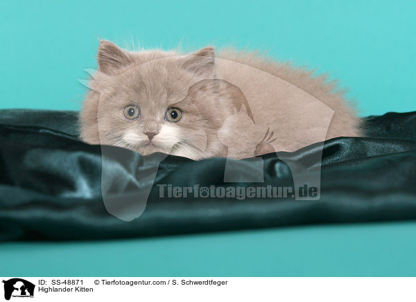 Highlander Kitten / SS-48871