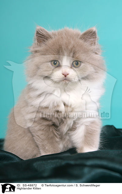 Highlander Kitten / SS-48872