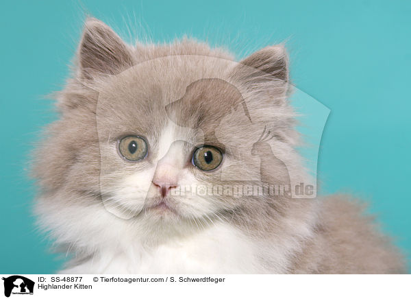 Highlander Kitten / SS-48877