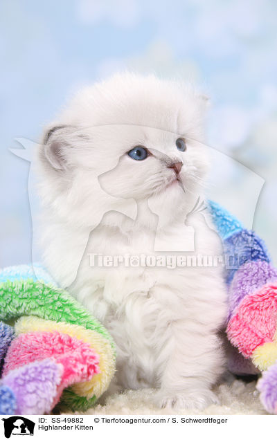 Highlander Kitten / SS-49882