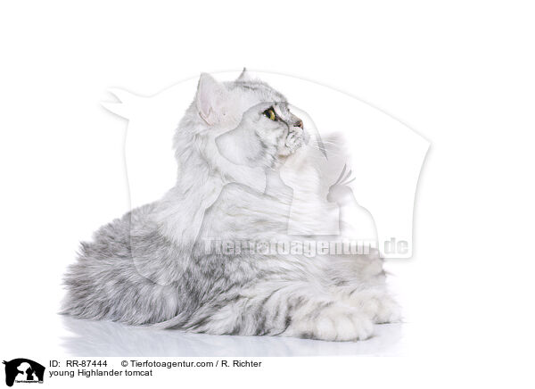 young Highlander tomcat / RR-87444