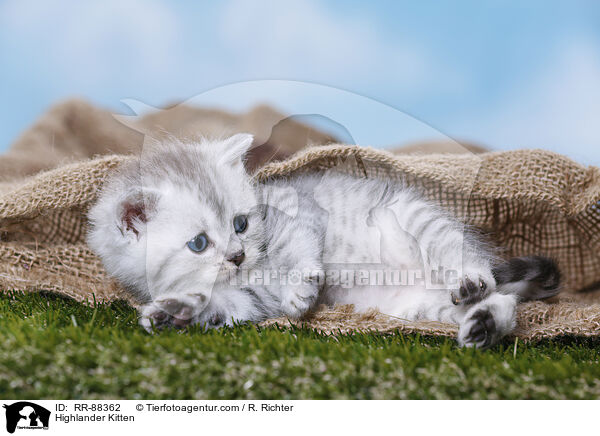 Highlander Kitten / RR-88362