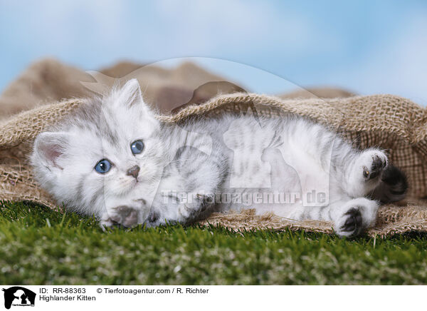 Highlander Kitten / RR-88363