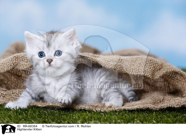 Highlander Kitten / RR-88364